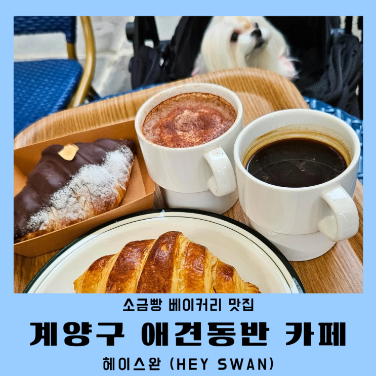  계양구카페 헤이스완 소금빵 맛집 애견동반 카페 추천