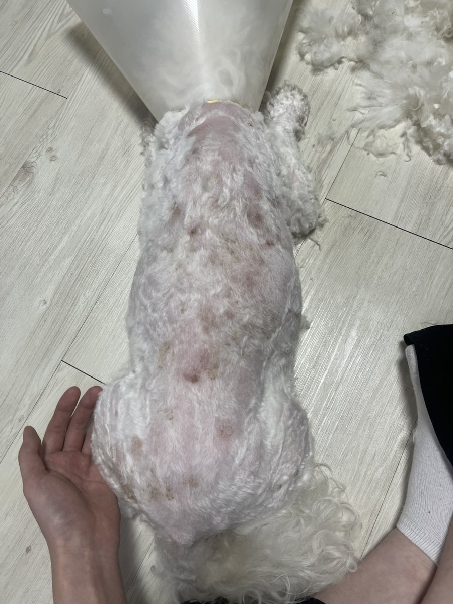 어썸펫동물병원 사진 1