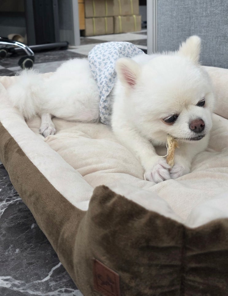  강아지평균수명 은 얼마나 될까? 반려견과 오래 함께하기 위해 꼭 알아야 할 기준