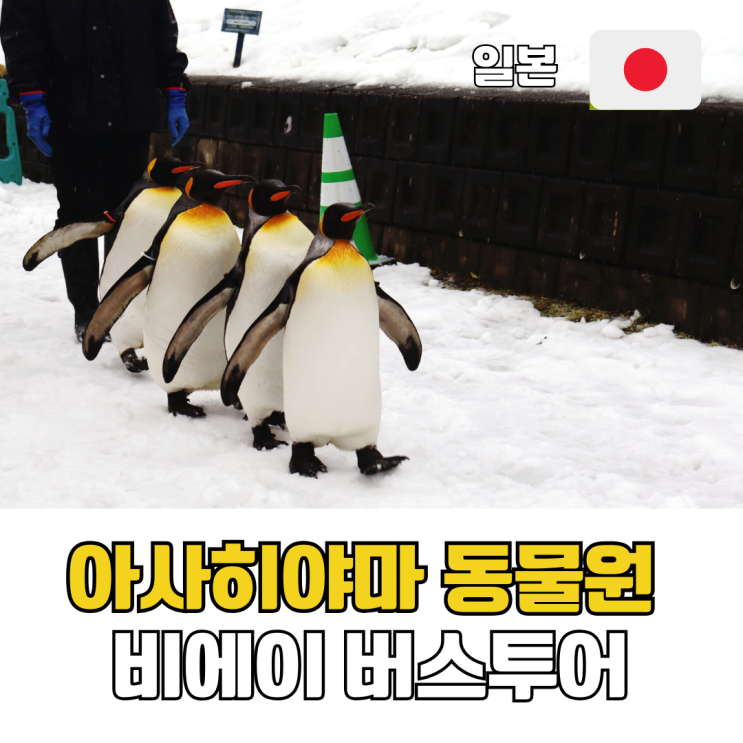 비에이투어 가격 정리 삿포로 출발 아사히야마 동물원 버스투어 코스