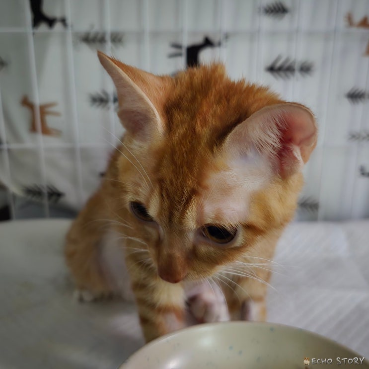  고양이 복막염 신경증상 시력 저하? 소리는 반응하지만 보지 못하는 것 같은 모카