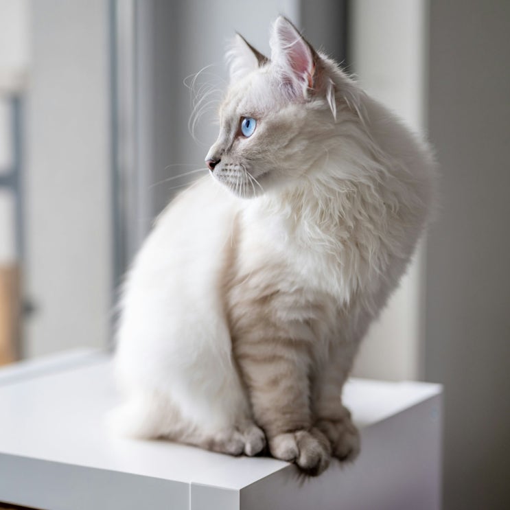  푸른 눈의 가면을 쓴 시베리아 고양이, 네바 마스커레이드의 인상과 성격