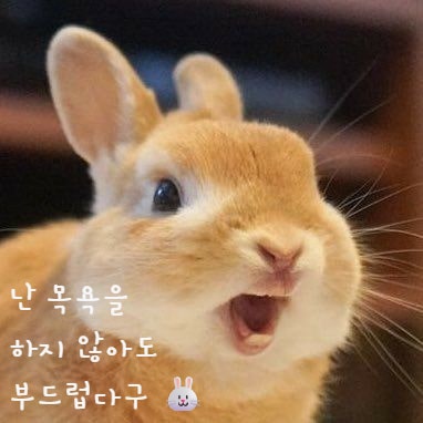  토끼 목욕 하면 안되는 이유