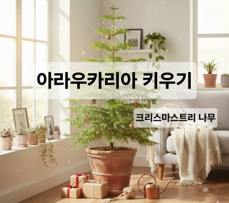  아라우카리아  키우기/햇빛/온도/물 주기/배수/공중습도/분갈이/흙 배합/인테리어 팁까지 완벽 정리