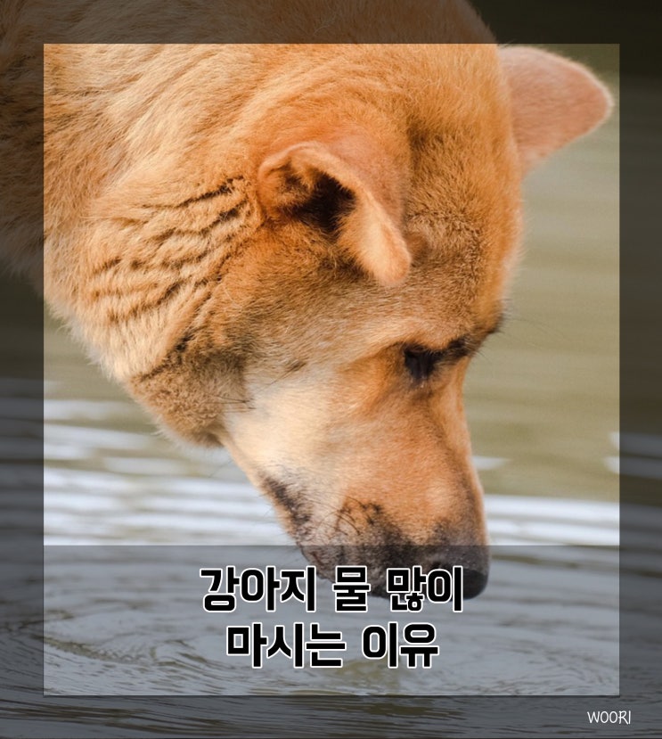  강아지 물 많이 마시는 이유와 비정상 구분법