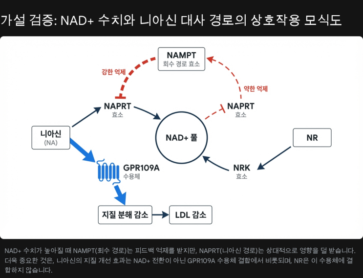  니코틴아마이드 리보사이드(NR) 및 프테로스틸벤의 지질 대사 영향과 NAD+ 피드백 억제 가설에 대한 포괄적 생화학 및 임상 분석 보고서