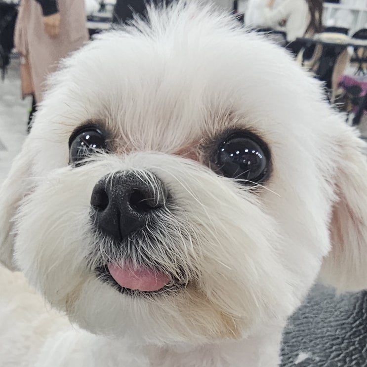  강아지 위생미용 시기, 언제 해야 할까? 부위별 기준 총정리