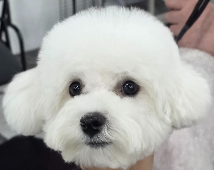  대구강아지미용학원 수료 후, 취업은 정말 가능할까?