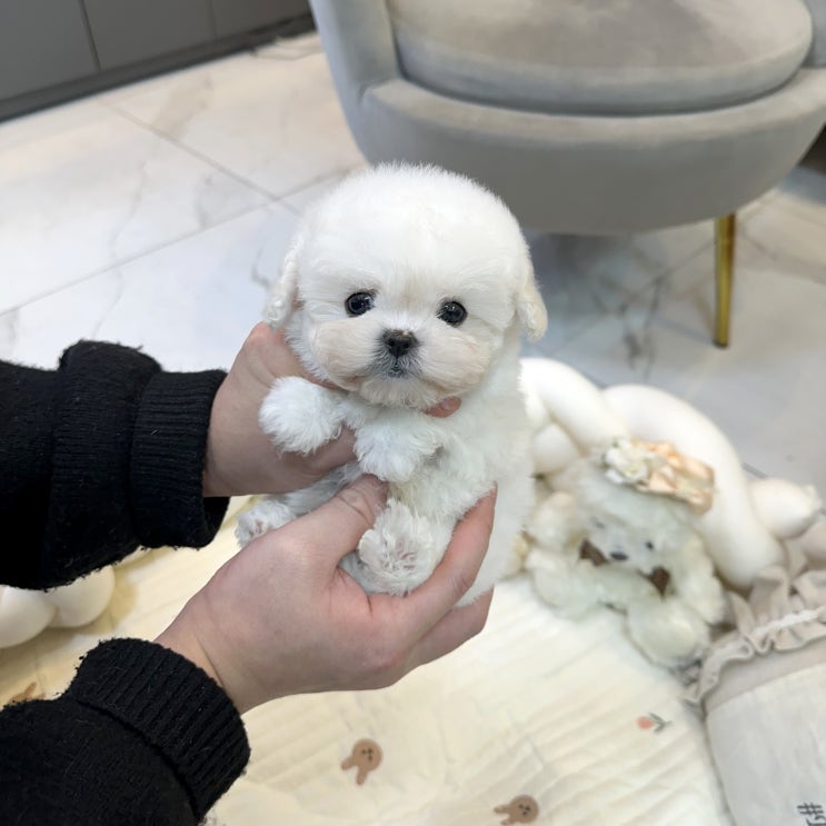  미니비숑 분양 합리적인 티니미니 울산본점에서 가족만들기