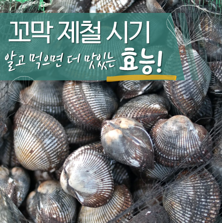  꼬막 제철 시기 철 언제? 효능 주의할점