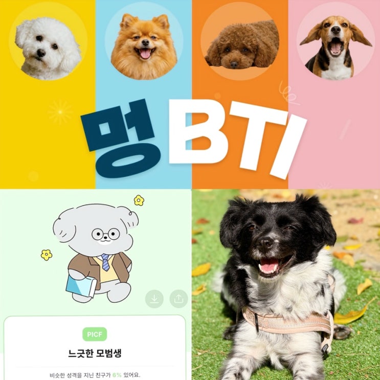  입양한 강아지 마음이 궁금하다면? 카미 반려견 MBTI 성격유형검사 솔직 후기