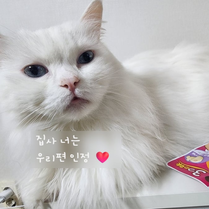  고양이 헤드번팅 머리로 자꾸 들이받어