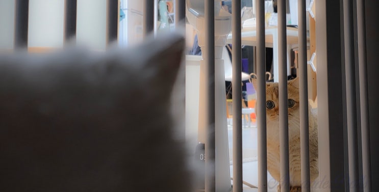  고양이 합사 방법 7일 플랜｜1묘→2묘 천천히 성공하는 순서 (초보 집사 필독)
