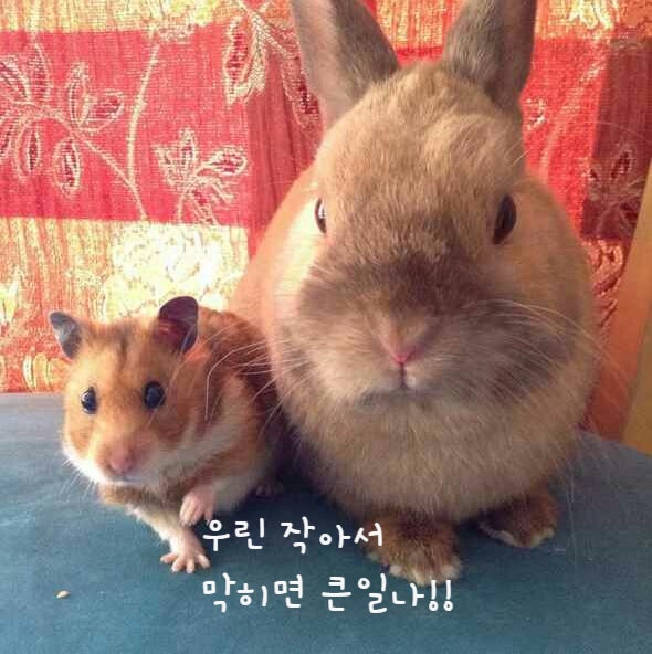  토끼 햄스터 장정체와 위정체 소동물에게 무슨일이?