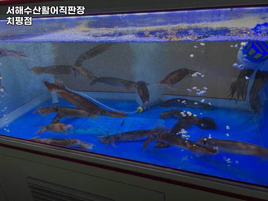 서해수산활어직판장 치평점 사진 3