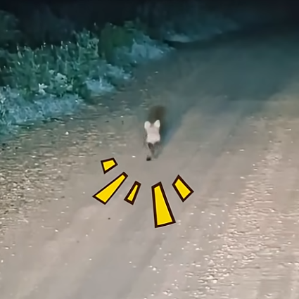  '제발 살려주세요' 어두운 숲속 울면서 뛰쳐나온 아기 여우