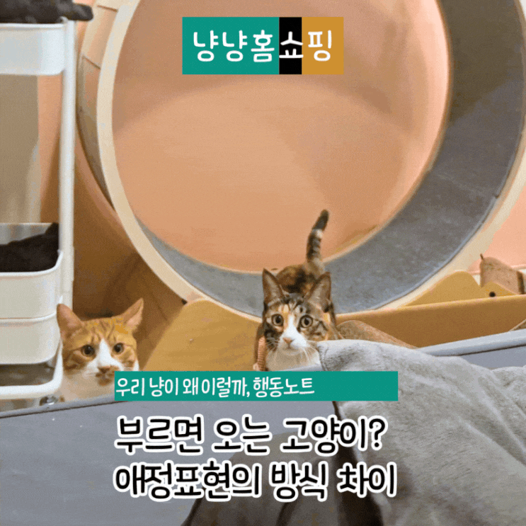  애정 갈구하는 고양이는 왜 부르면 안 오고, 조용한 고양이는 정확히 올까?