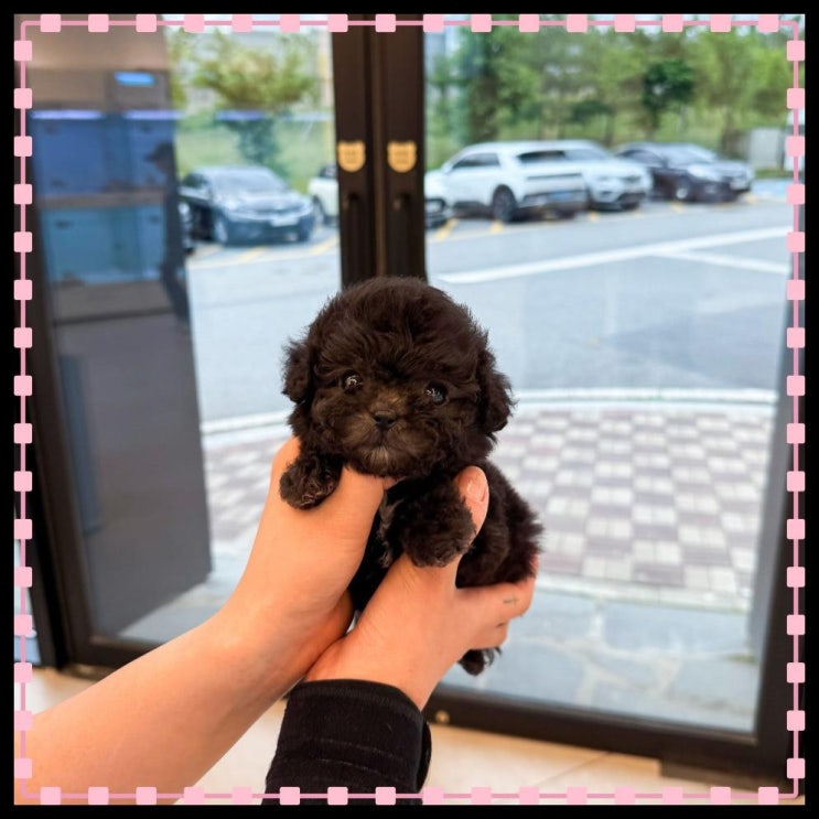  동탄강아지 고양이 슈앤몽에서 분양받으면 당신의 인생도 펫러블 해질걸