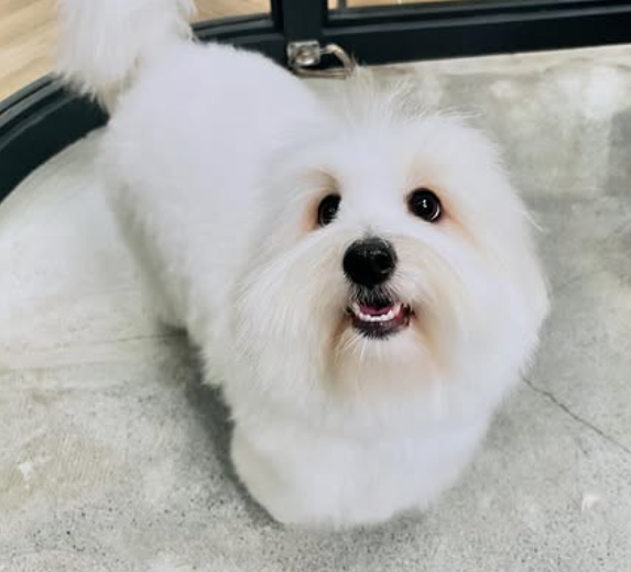  꼬똥 드 툴레아 꼬동 어떤 강아지? f.코통드튈레아르
