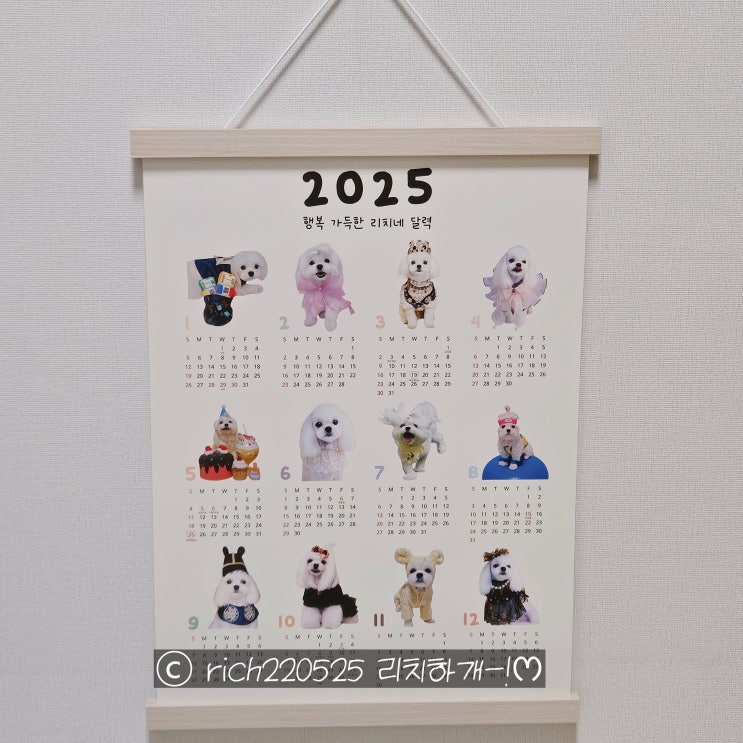  말티즈 리치의 2025년 결산 | 반려견 일상부터 펫모차까지 1년 모음집