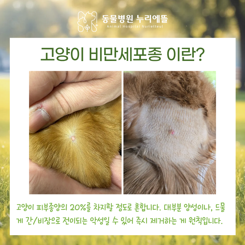 고양이검진비용 보다 중요한 2가지 내원 기준 (18년차 수의사의 조언)