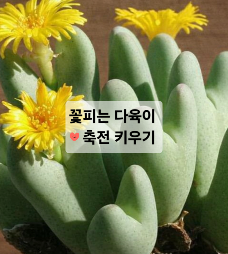 꽃피는 다육식물 다육이 축전 잘 키우는 법, 물주기 탈피후 관리까지