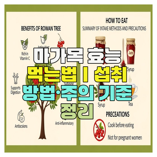  마가목 효능 먹는법｜섭취 방법·주의 기준 정리