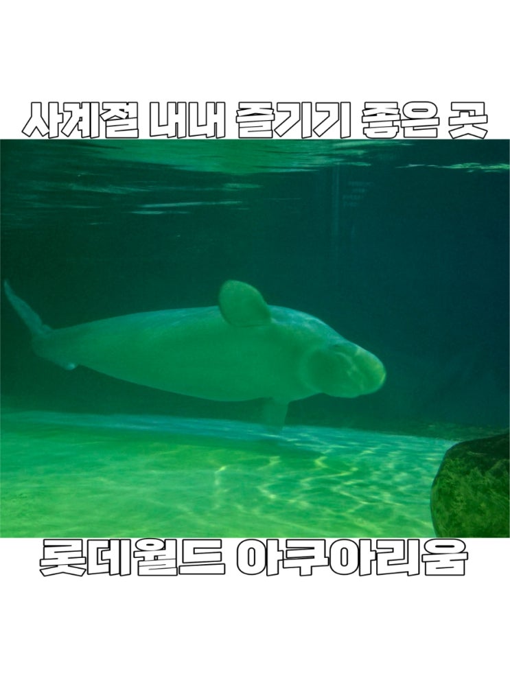  [서울] 사계절 내내 데이트, 아이들과 함께 하기 좋은 잠실 롯데월드 아쿠아리움 생생 후기