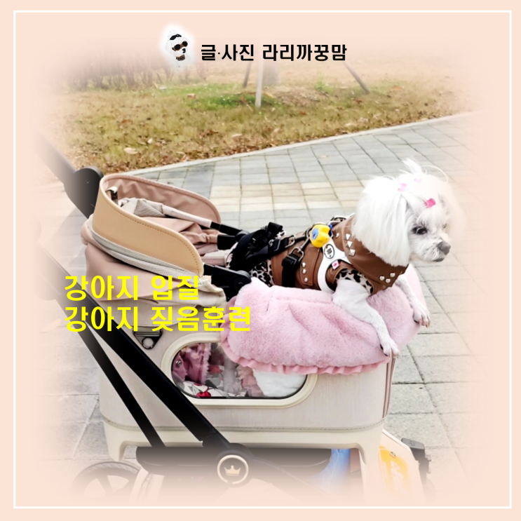  다른 강아지나 길냥이를 보고 짖을 때! 보호자의 올바른 대처법 & 입질 예방 가이드