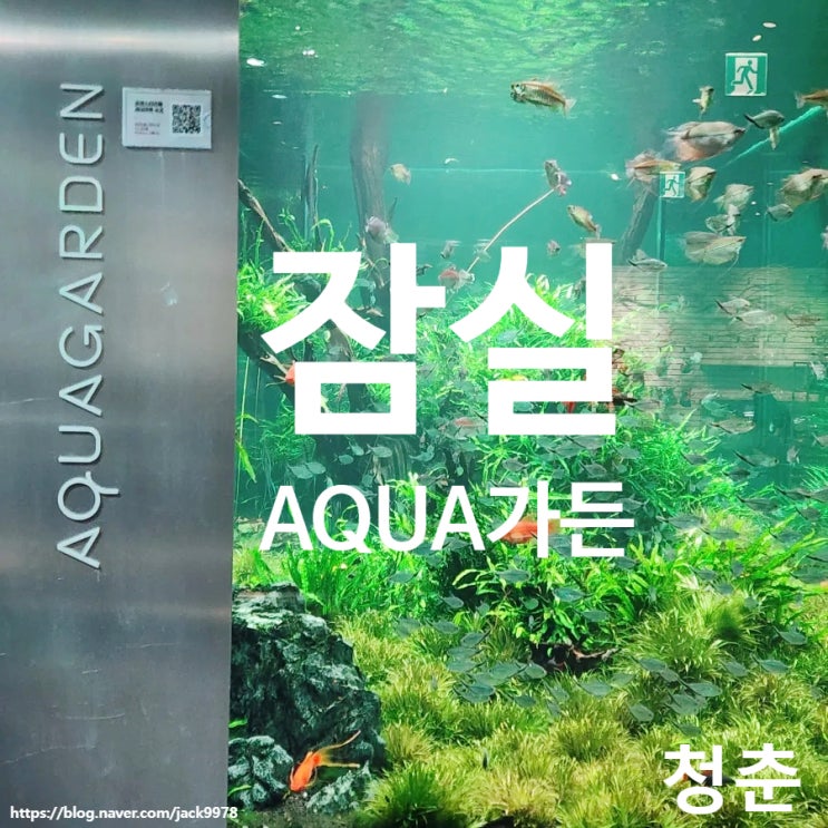  잠실 아쿠아가든 후기｜롯데월드 아쿠아리움 맞은편, 물고기 보며 쉬기 좋은 서울 이색 카페