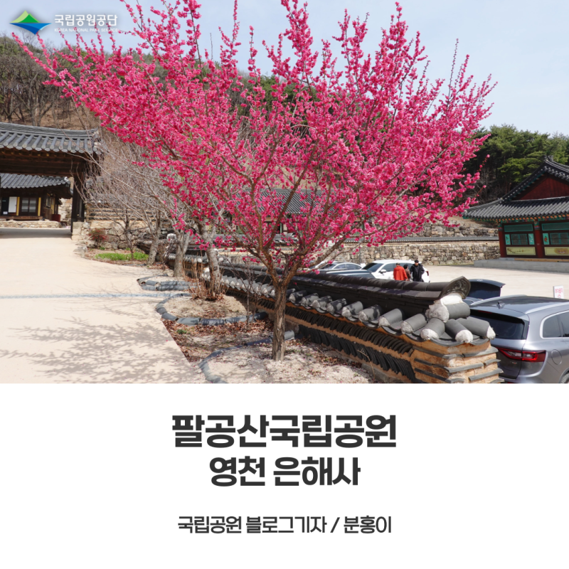[팔공산국립공원] 금포정 숲길과 홍매화 만개한 영천 은해사