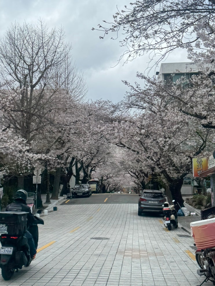  2026년 4월 대신동삼익아파트 벚꽃 개화