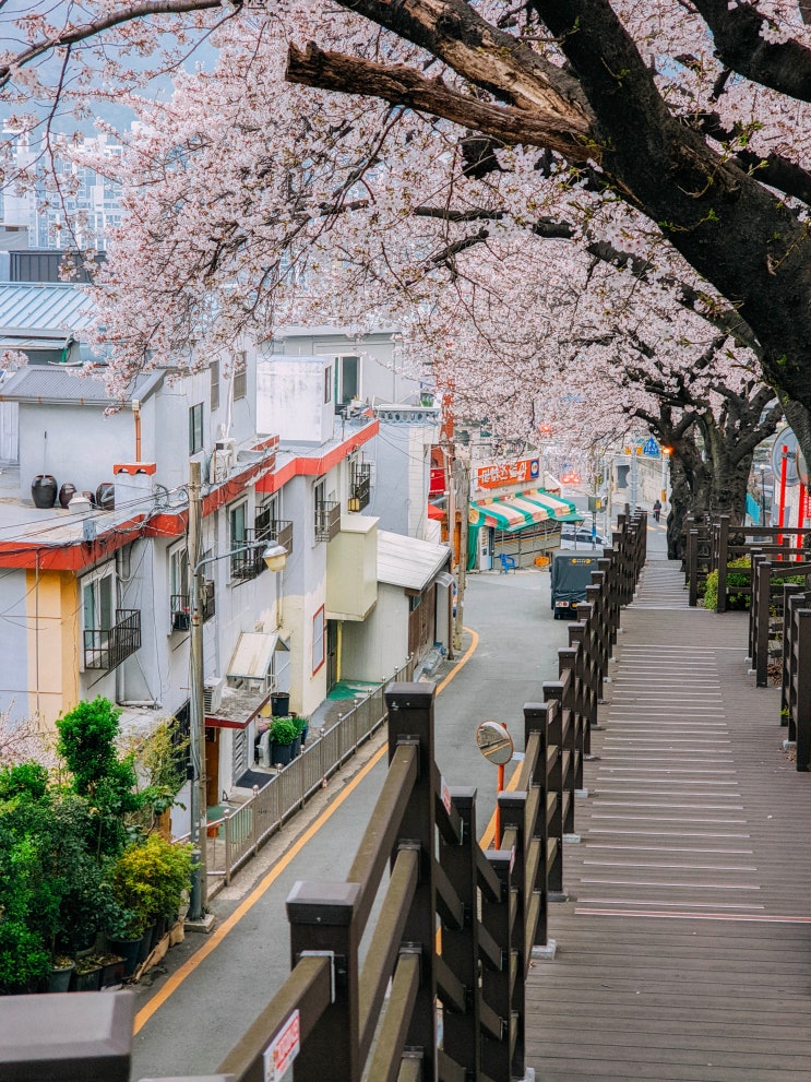  부산 벚꽃 명소, 개금동 벚꽃길(주차장, 가는 법, 데크길)