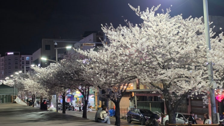  대전 벚꽃 명소 중구 은행동 목척교 성심당 근처 아이와 가볼만한곳 추천