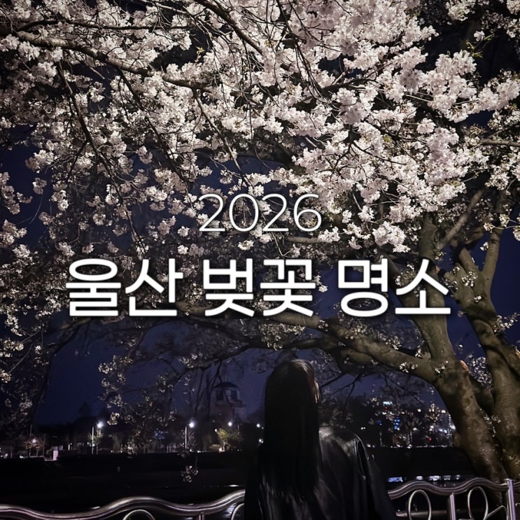  2026 벚꽃 명소 궁거랑 축제 실시간 개화상태 만개시기 무거천 태화강국가정원 북구 무룡로 벚꽃길 드라이브 울산대교 전망대