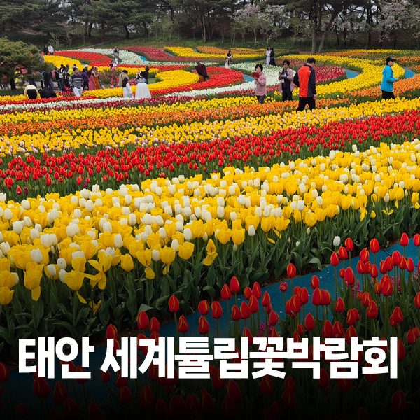 2026 태안 세계튤립꽃박람회 입장료 주차 애견동반 4월 꽃구경 가볼만한곳 추천!