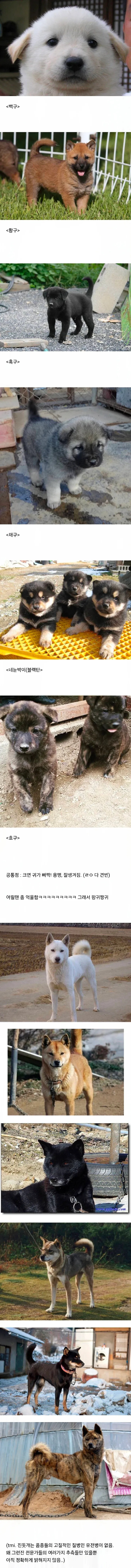 진돗개 모색별 아기때 생김새.jpg
