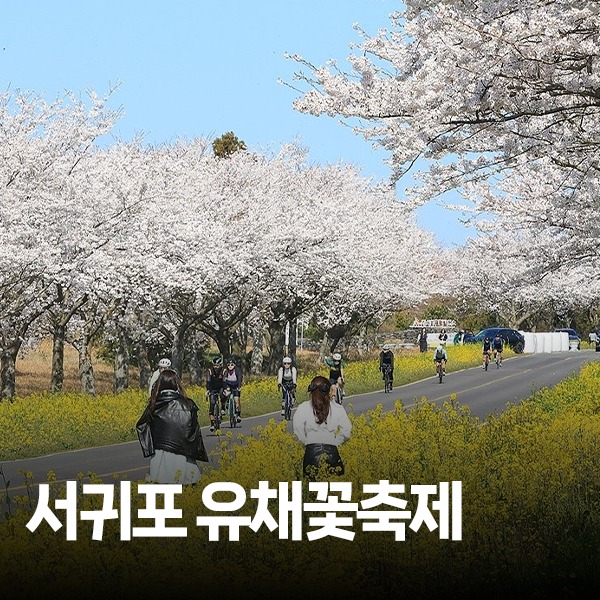 제주 4월 꽃구경 가려면? 서귀포 유채꽃축제 일정 야간개장 프로그램 옐로우런