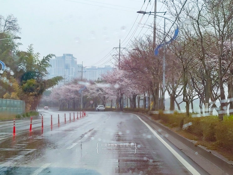  나주 벚꽃길 영산강 벚꽃 개화상황 3월 30일 유채꽃은 빼꼼 광주근교