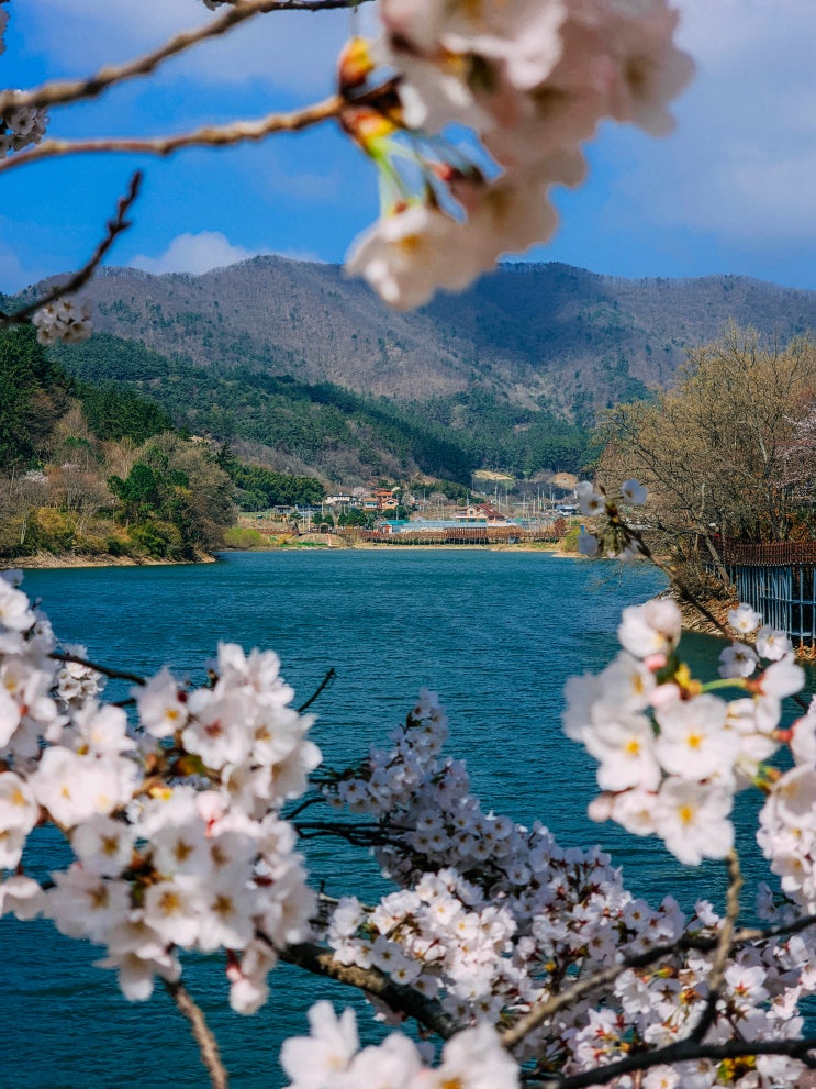  나주 벚꽃 명소, 한수제(주차장, 한수저수지, 벚꽃축제)