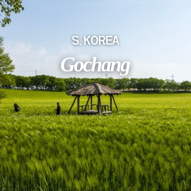  2026 고창 청보리밭 축제 4월 일정 셔틀버스 가볼만한곳 TOP 03