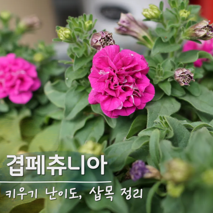  겹페츄니아 키우기 삽목 난이도 정리