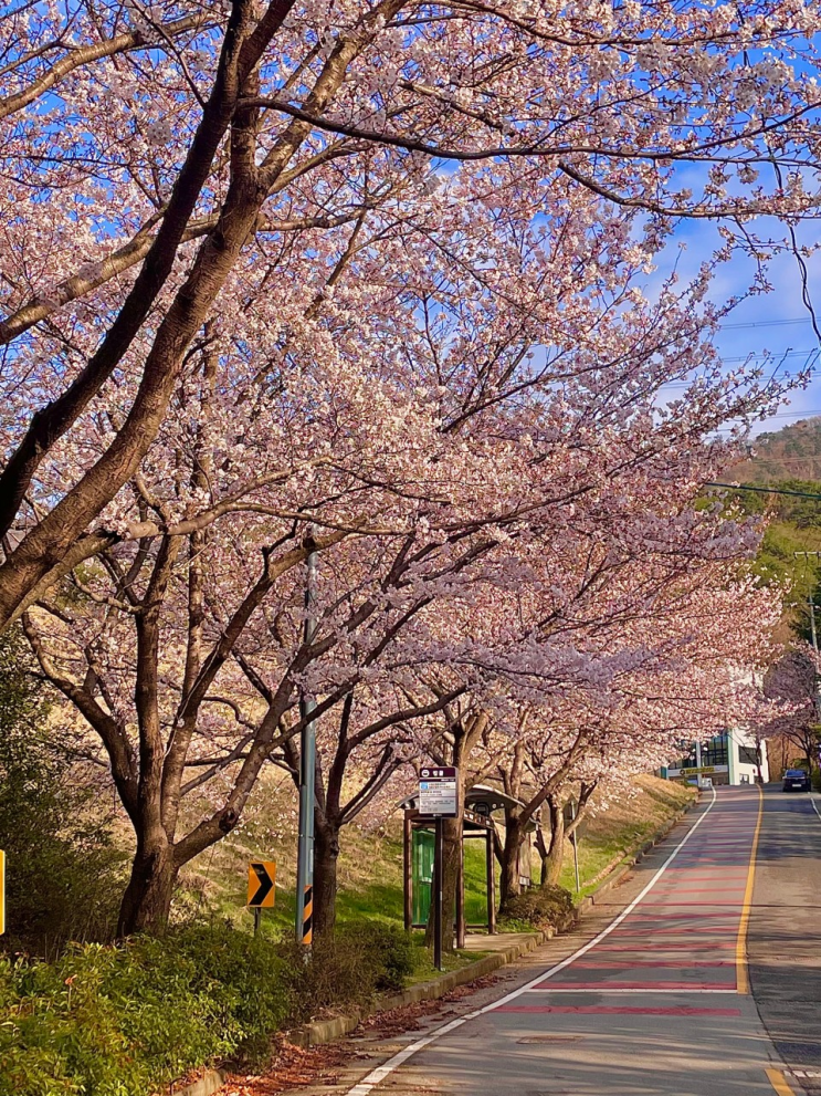 대운산자연휴양림 카라반 예약방법, 벚꽃길 너무 이쁘네요