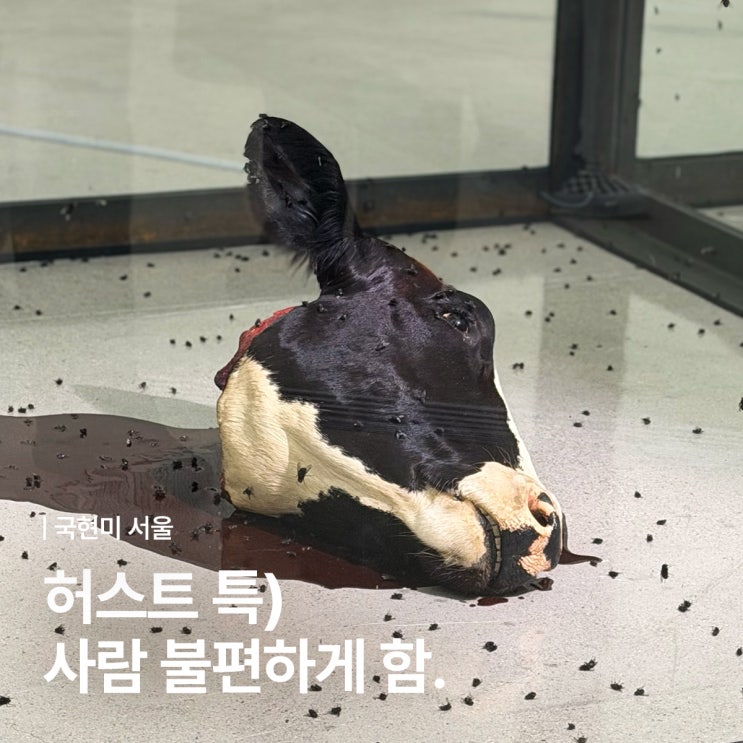  국립현대미술관 데미안 허스트 전시도 굿즈도 호불호 갈릴 듯?
