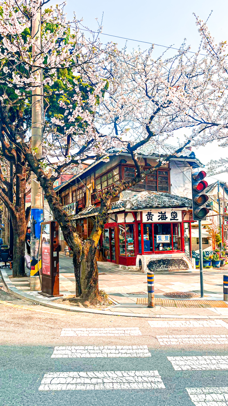  2026년 한·일 벚꽃 개화 시기 및 축제 비교 가이드: 진해군항제와 후쿠오카 오이타 벳푸 여행 기록