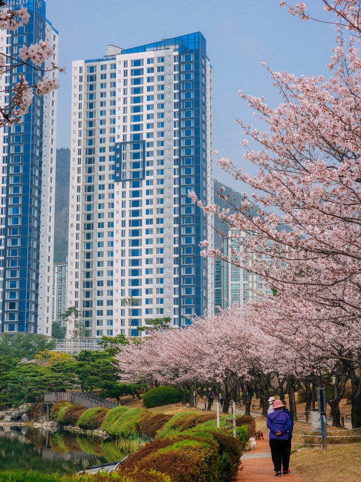  김해 벚꽃 명소, 김해연지공원(주차장, 연지호수)