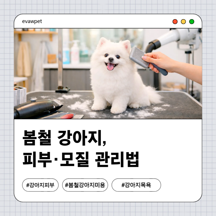  봄철 강아지 피부·모질 관리법  | 환절기에 더 중요한 목욕 루틴