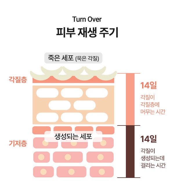  [광고] 피부 결의 과학, 턴오버 주기와 딥클렌징 제품 소개 ( 효소 엔자임 파우더 워시, 필링 세럼, 필링 앰플, 토너, 마스크팩, 필링패드 )