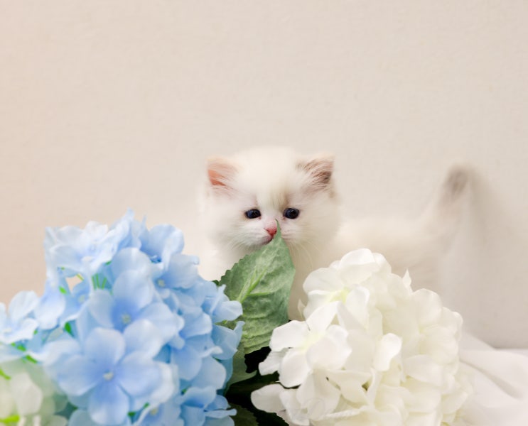  랙돌캐터리 A14 리터 생후 6주 성장기｜두 눈 번쩍, 아장아장 걷고 뛰기 시작