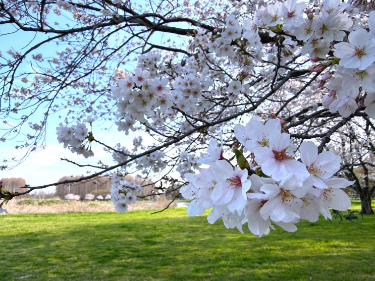  도쿄 벚꽃 명소 현지인 아지트, 미즈모토 공원(水元公園) 만개 후기